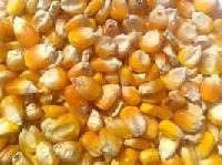 Manufacturers Exporters and Wholesale Suppliers of Yellow Maize Hanumangarh Jn. Rajasthan